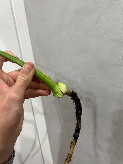 Monstera del mint