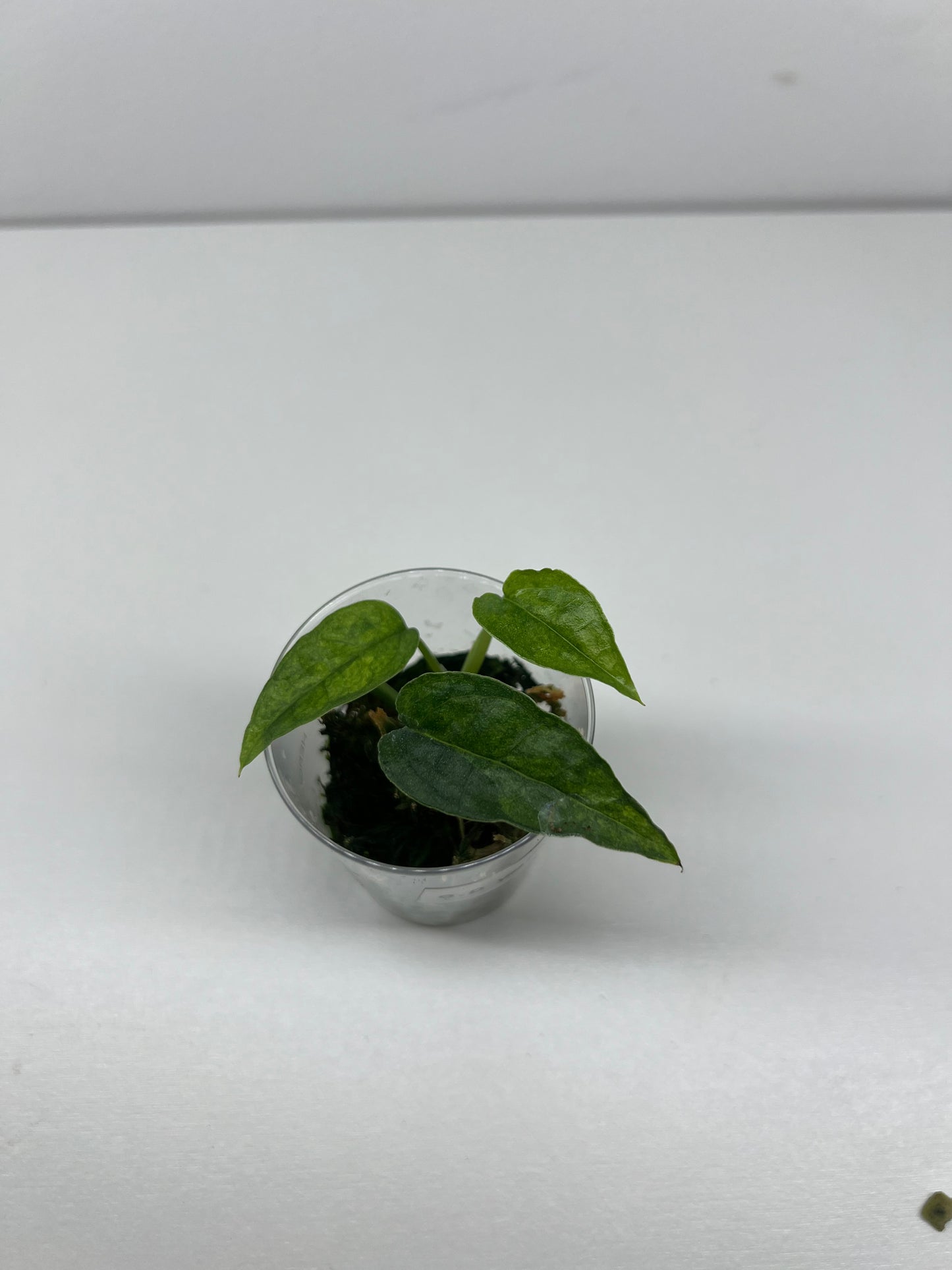 Epipremnum pinnatum 'Yellow Mint'
