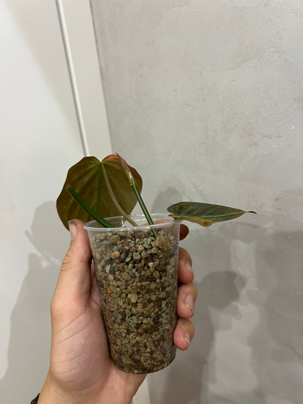 Philodendron micans variegated