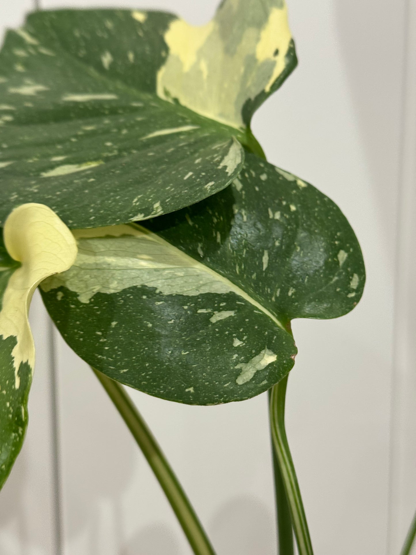 Monstera thai