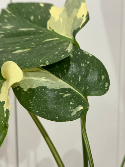 Monstera thai