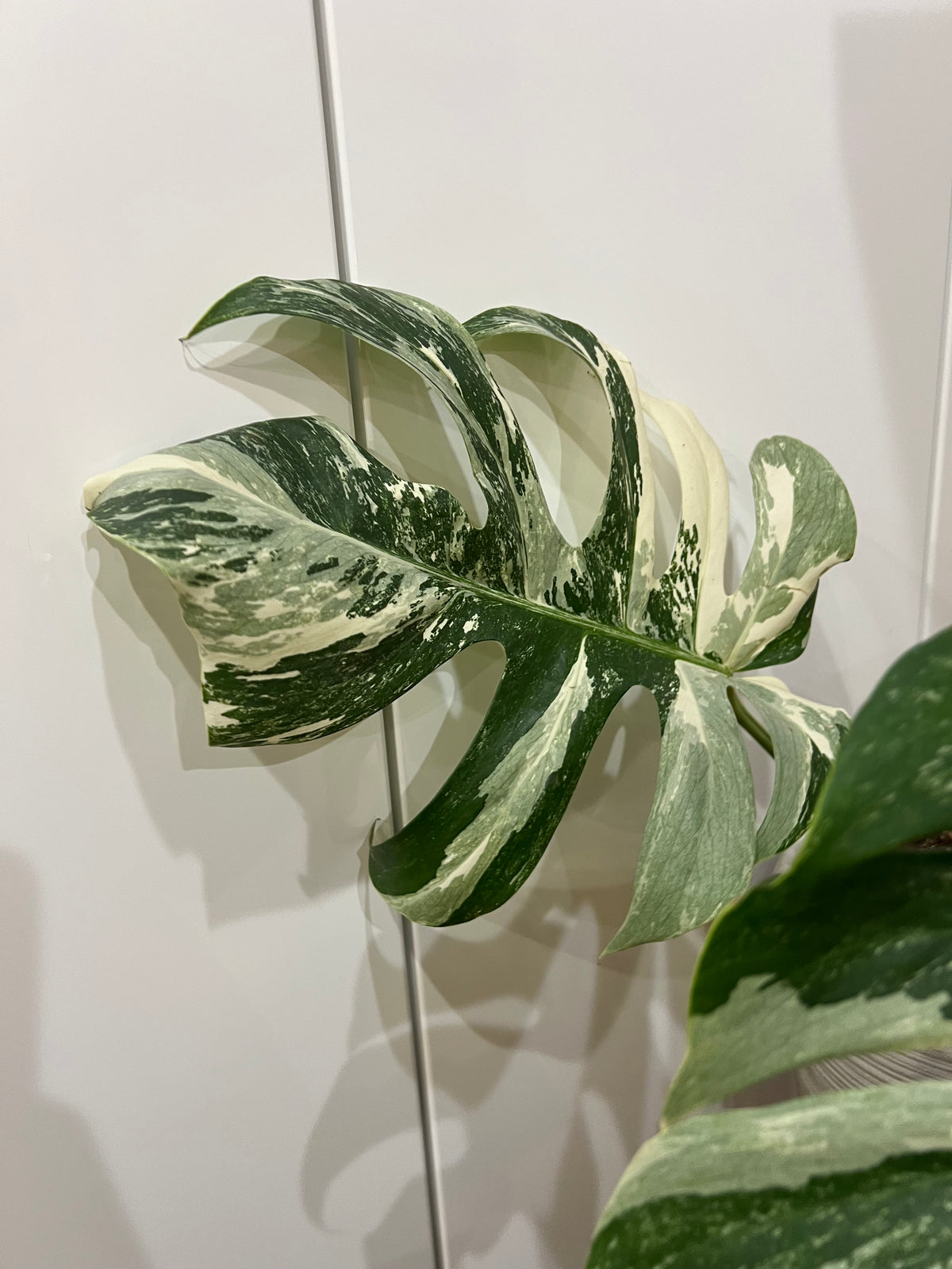 Monstera albo