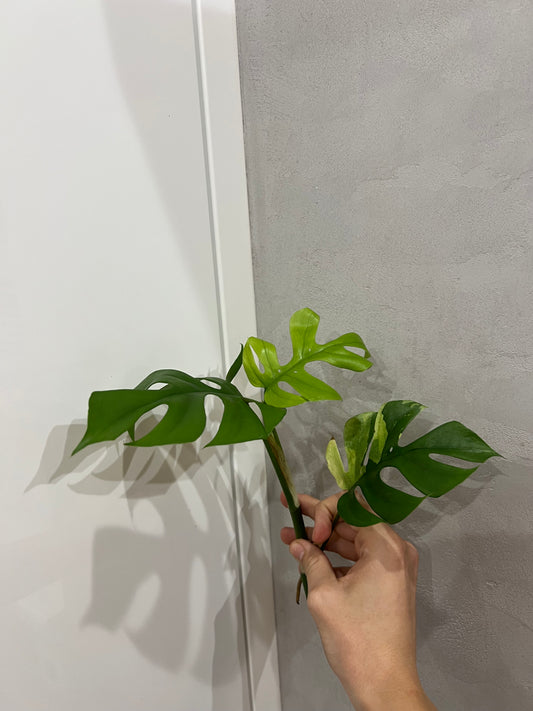 Rhaphidophora Tetrasperma variegated