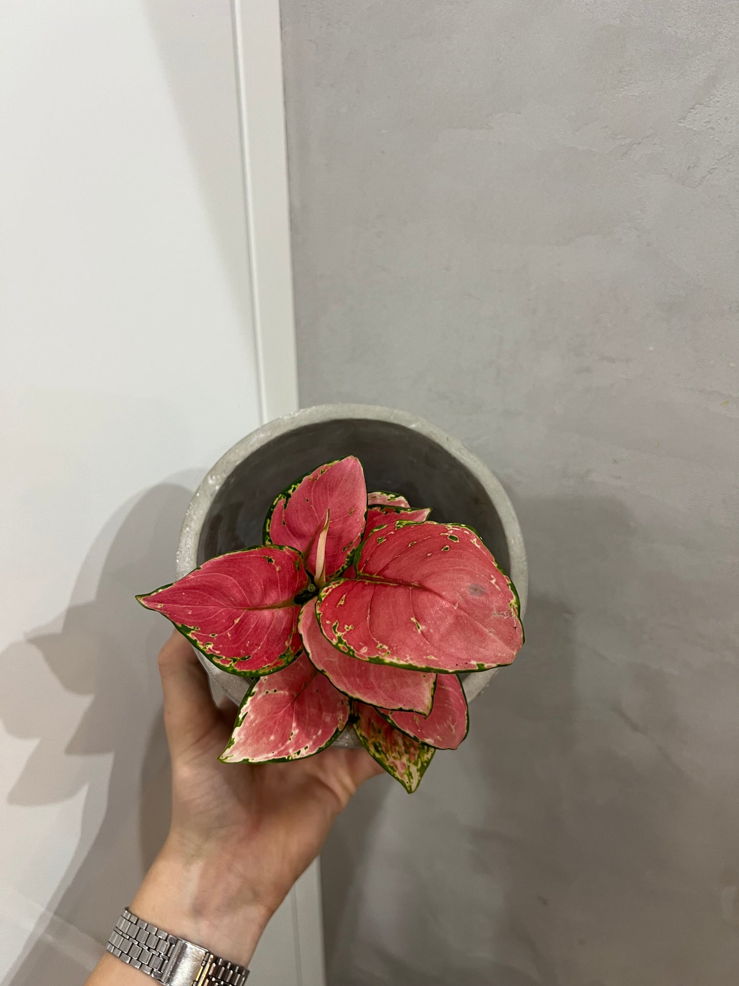Aglaonema Pink Promise