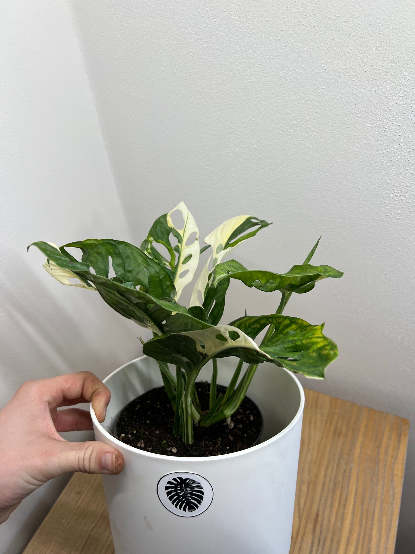 monstera adansonii japanese tricolor