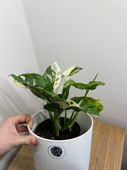 monstera adansonii japanese tricolor