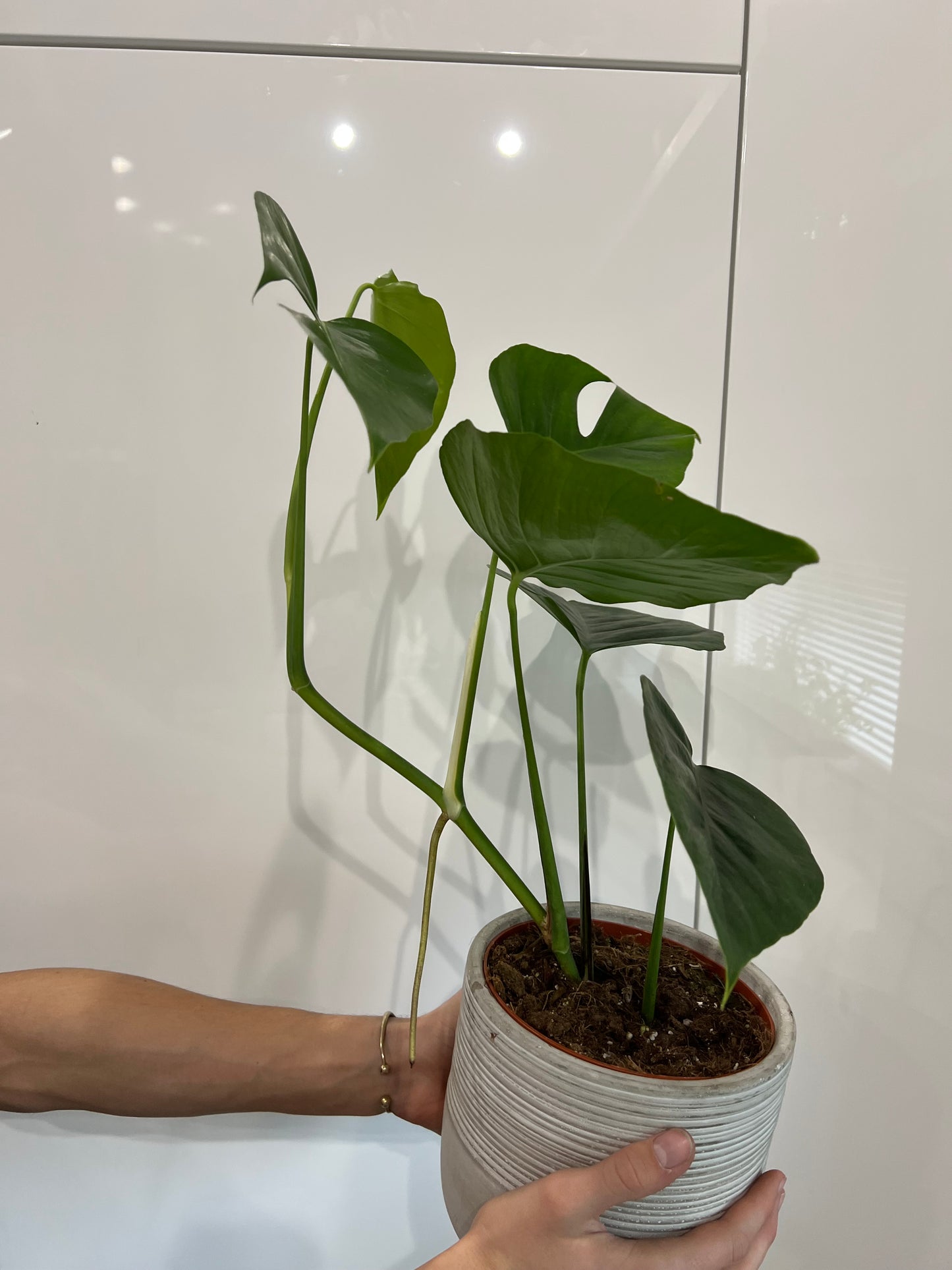 monstera sierrana