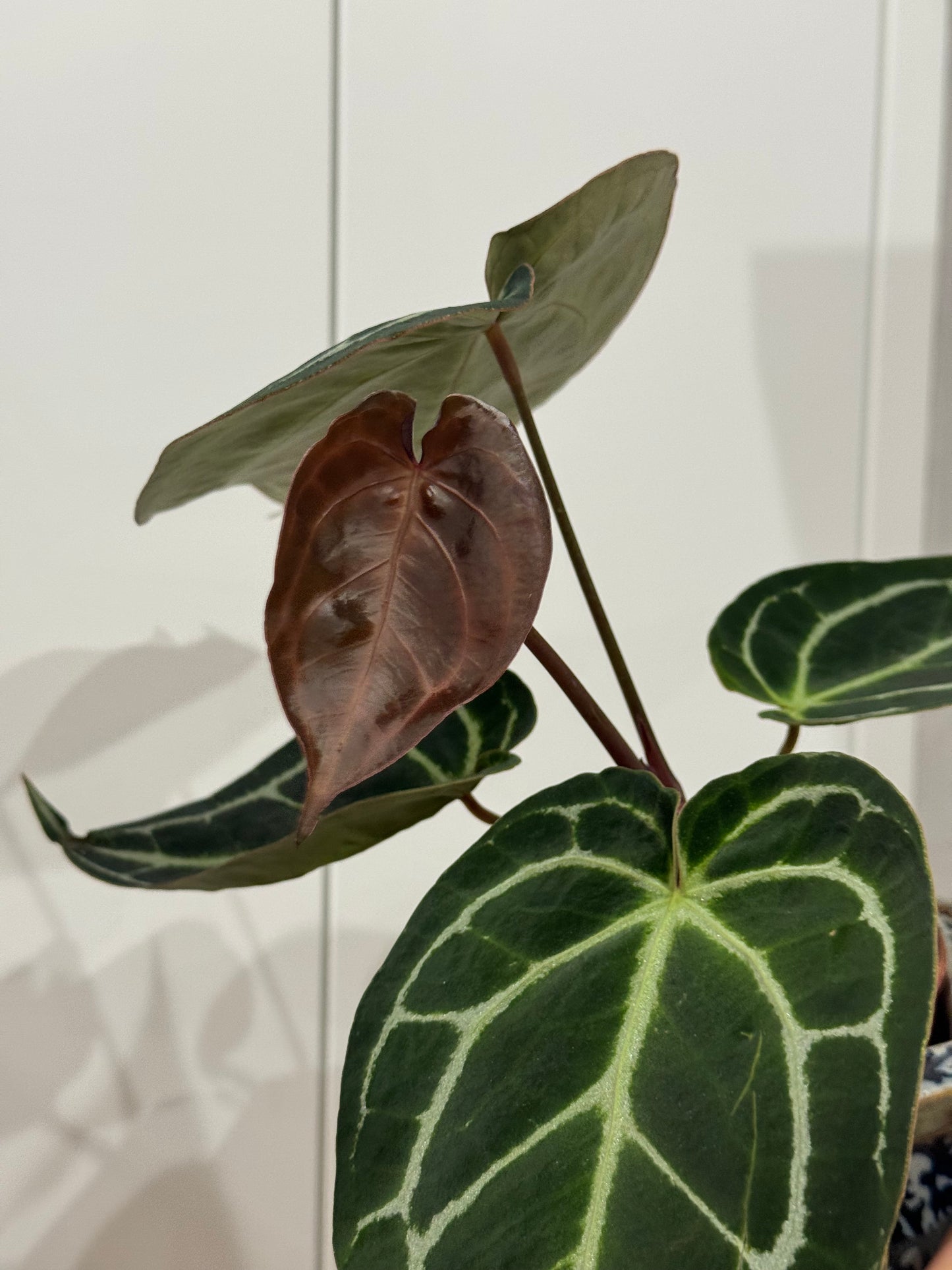 Anthurium crystallinum dark