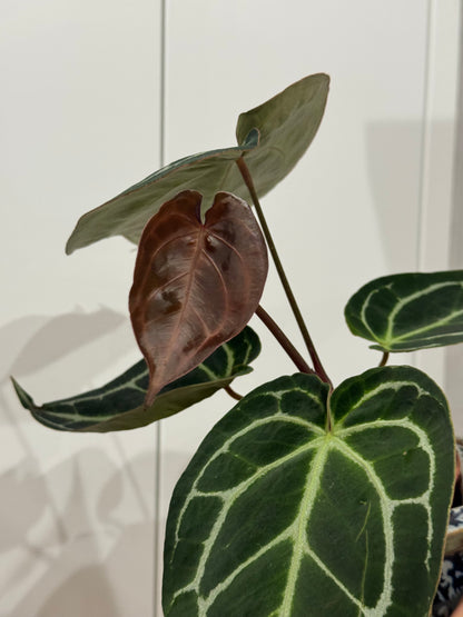 Anthurium crystallinum dark