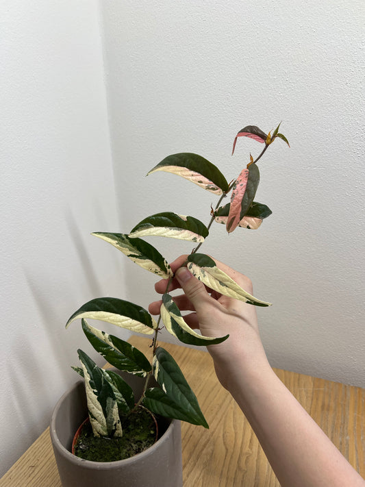 ficus sagittata pink variegata