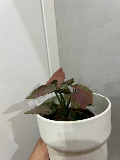 Syngonium Pink Perfection