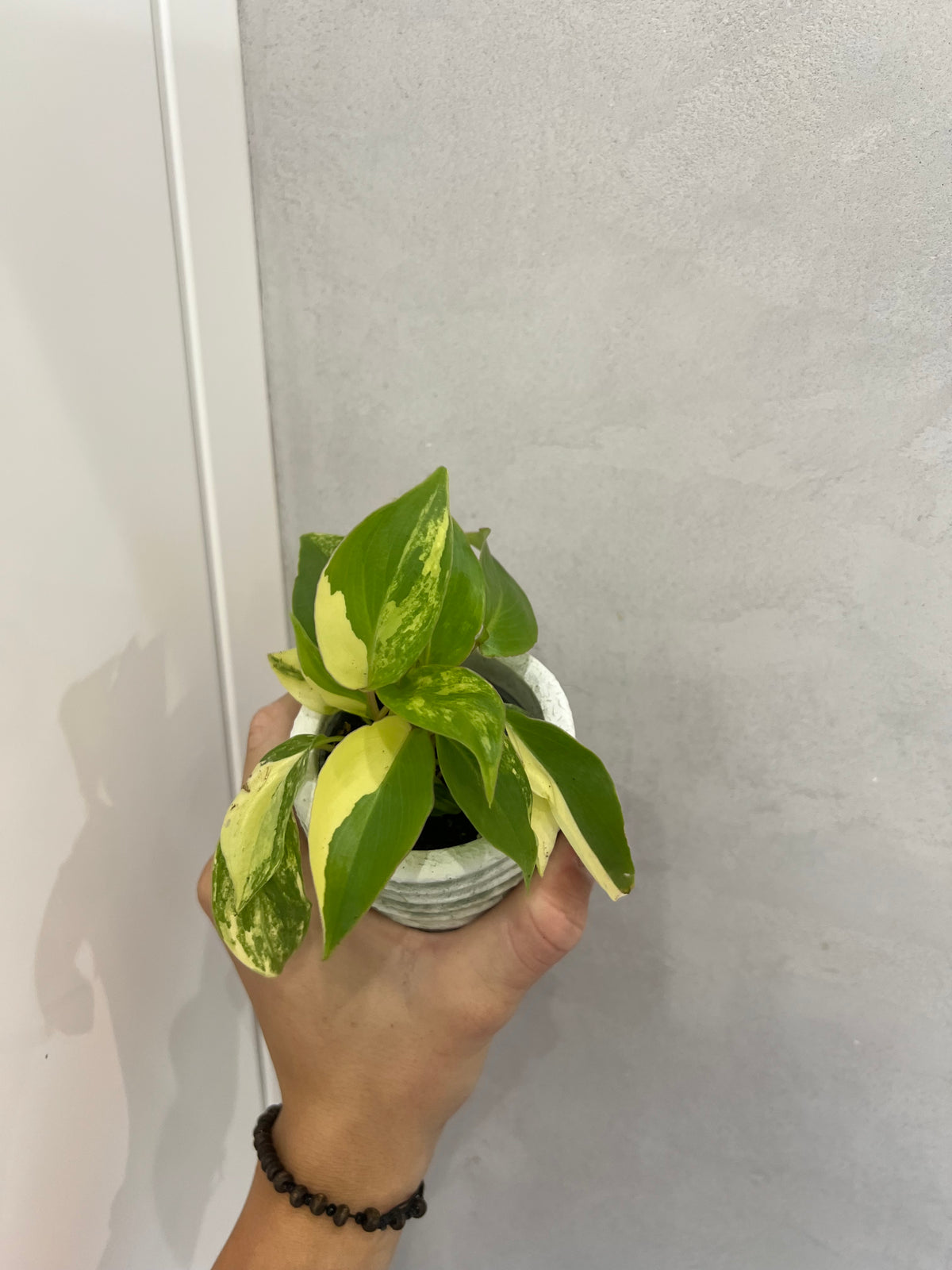 Philodendron burle marx variegated