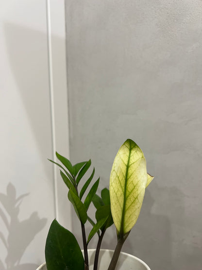 Zamioculcas chameleon variegated