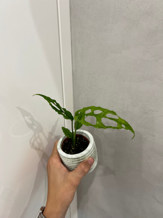 Monstera obliqua