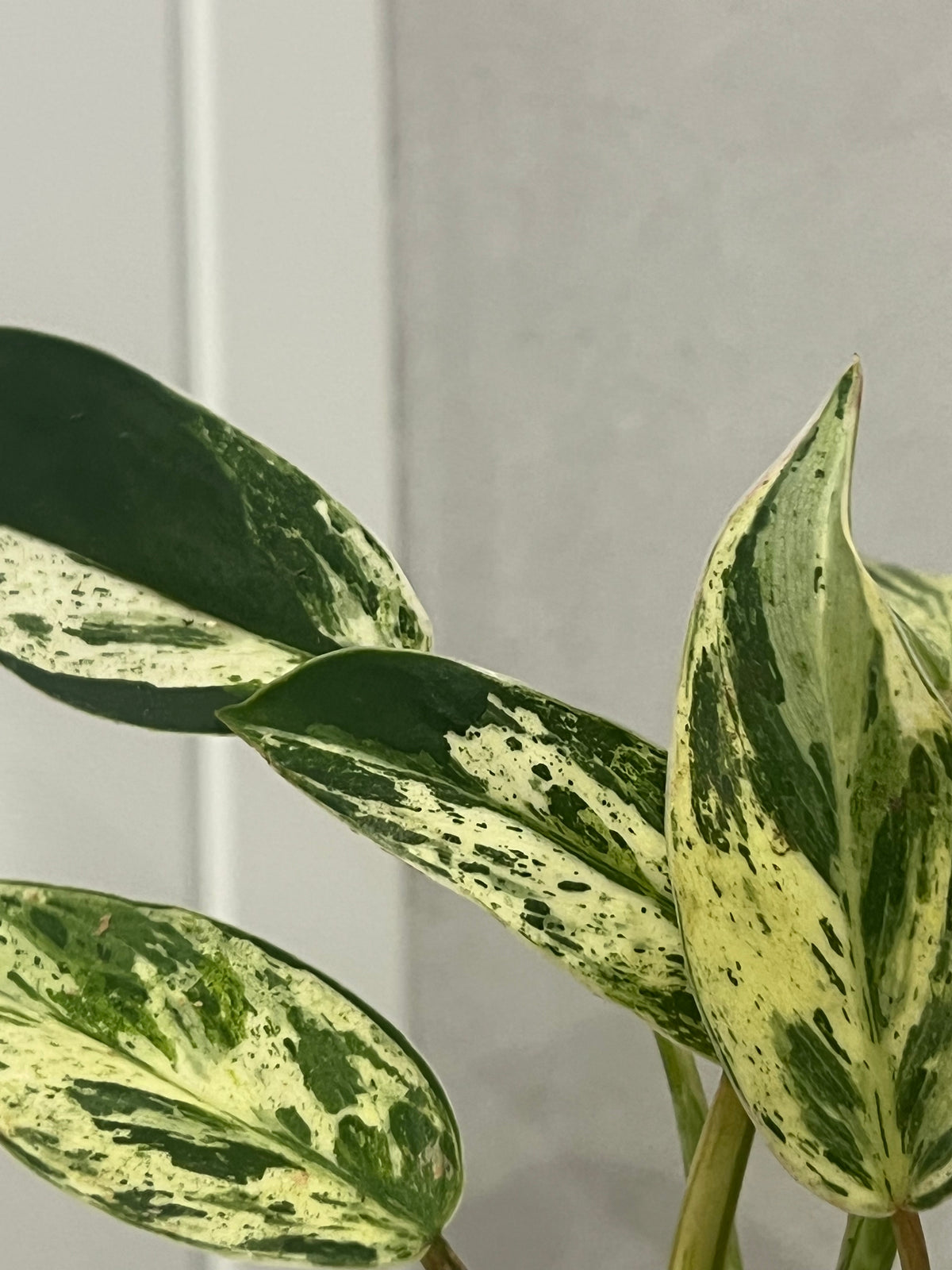Philodendron Emerald Queen