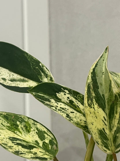 Philodendron Emerald Queen