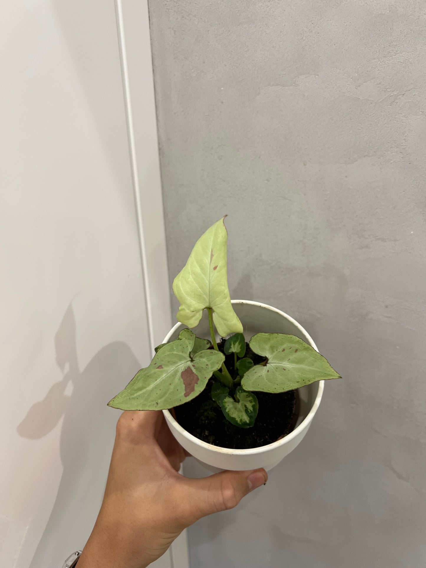 Syngonium Strawberry Milk
