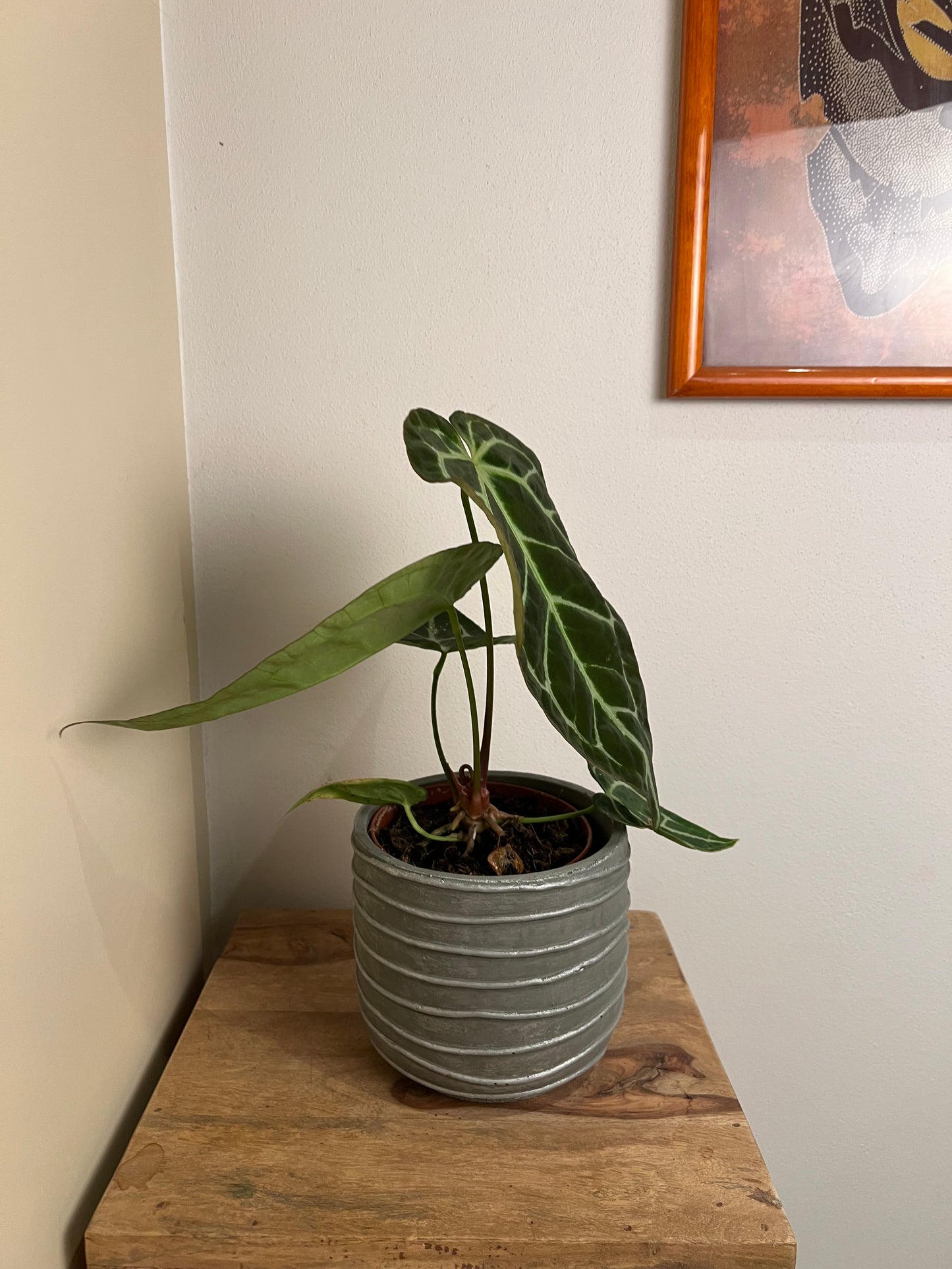 ANTHURIUM CRYSTALLINUM