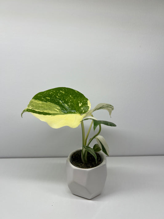 Monstera thai Constellation super variegated