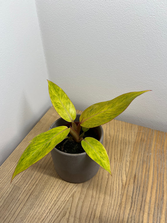Philodendron orange marmalad