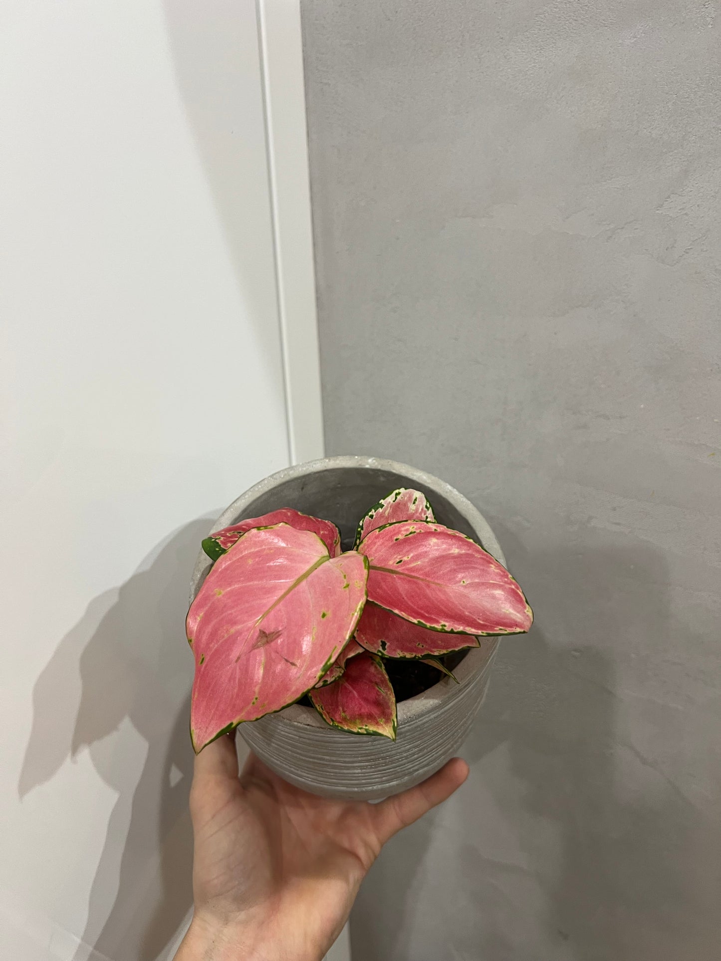 Aglaonema Pink Promise