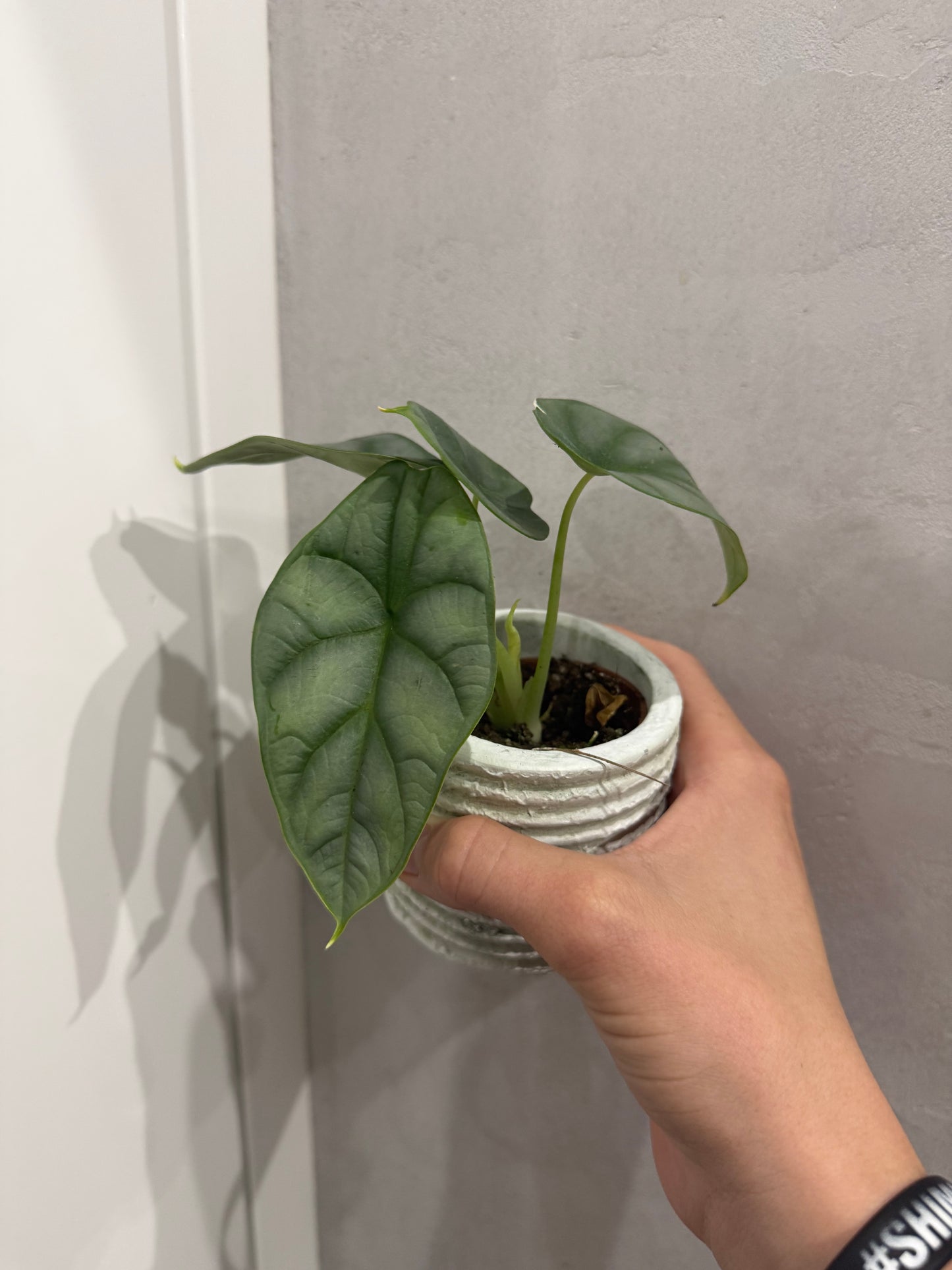 Alocasia Silver Dragon