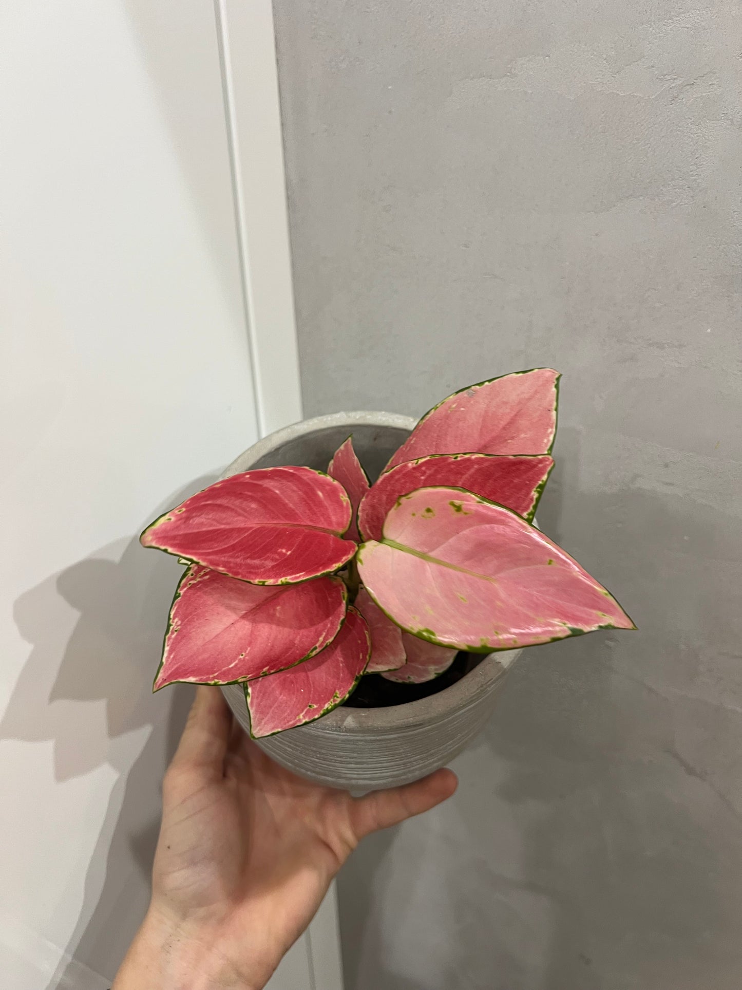 Aglaonema Pink Promise