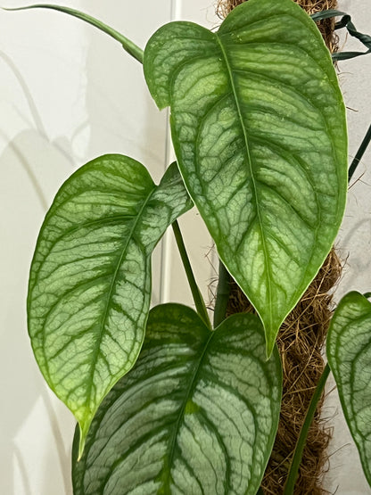Monstera siltapecana el salvador