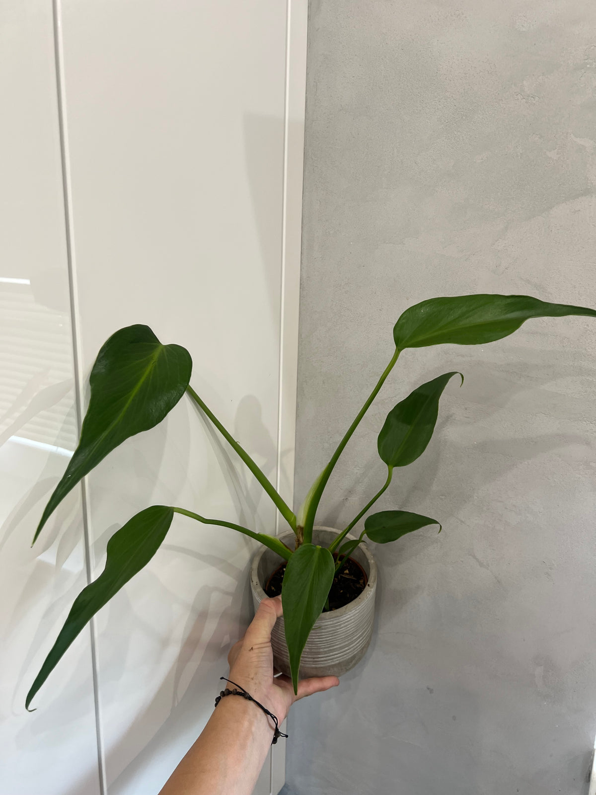 Monstera burle marx flame