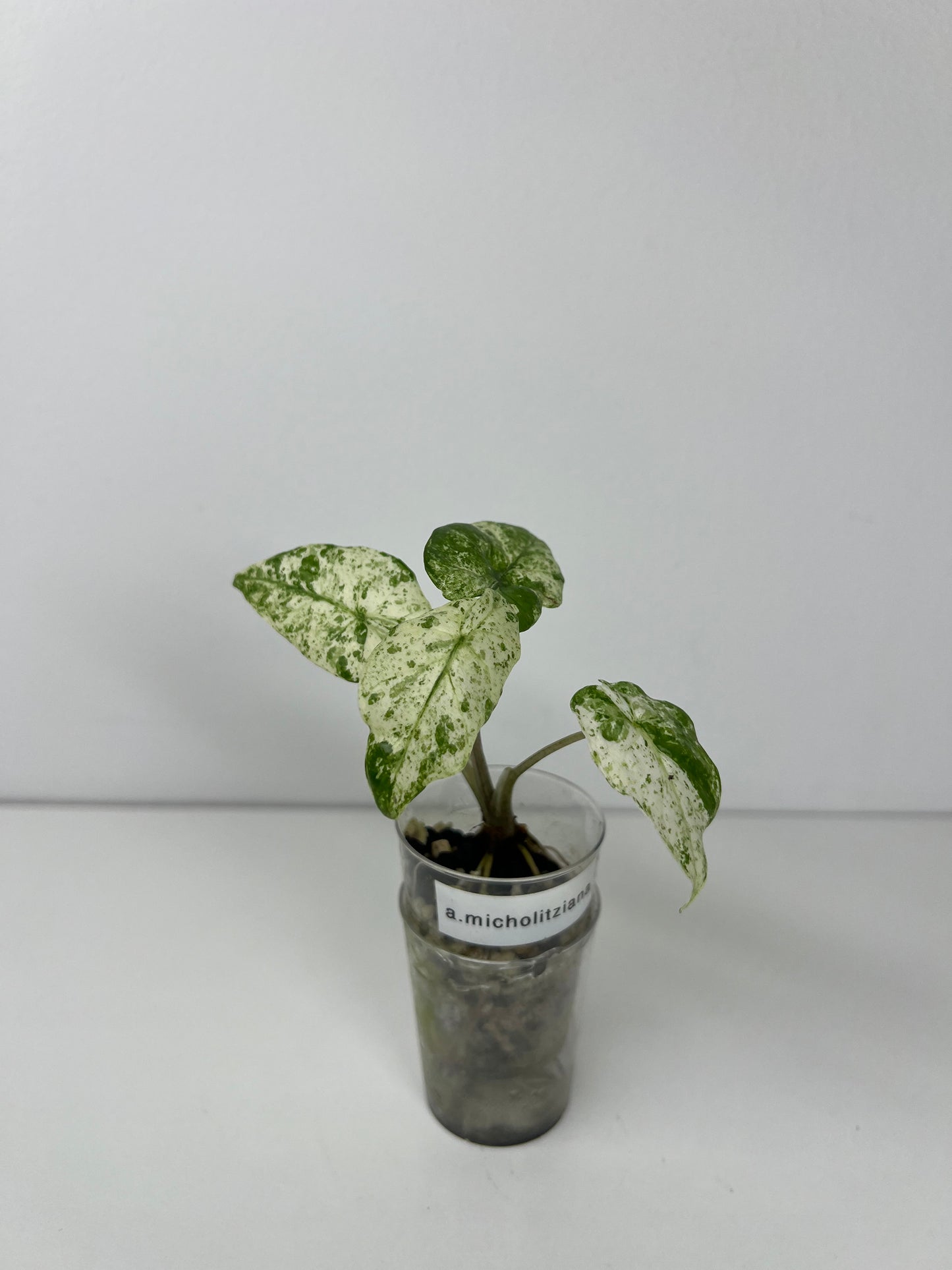 Alocasia micholitziana