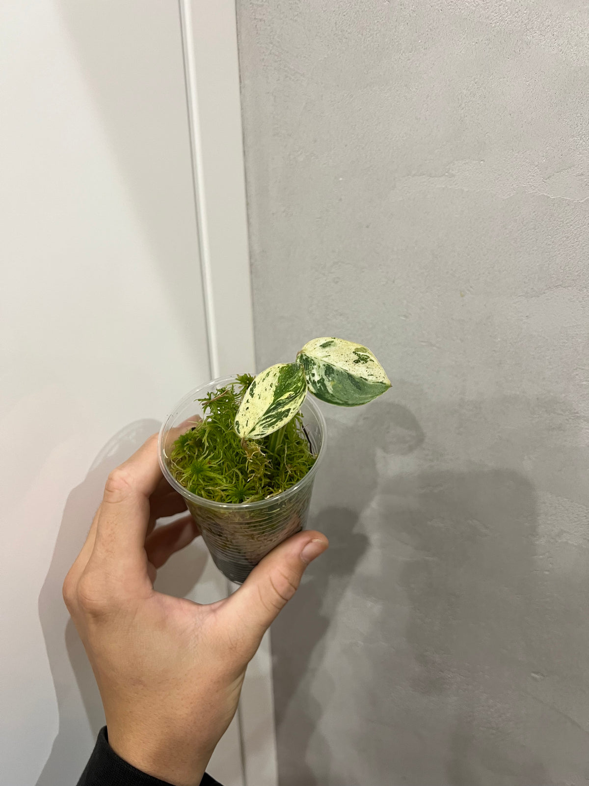 Philodendron Emerald Queen