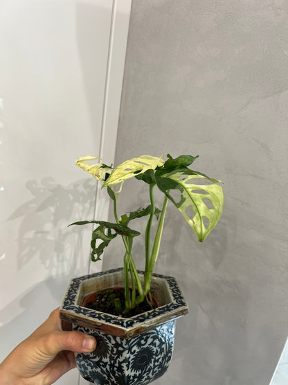 Monstera adansonii albo