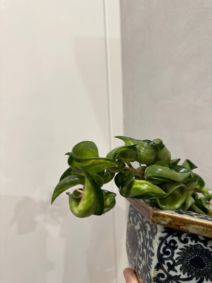 Hoya compacta mauna