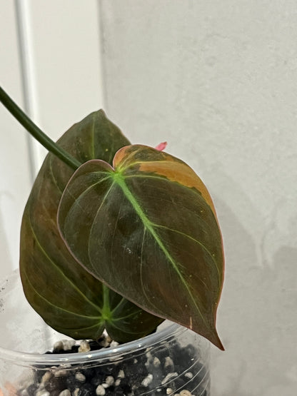 Philodendron micans variegated