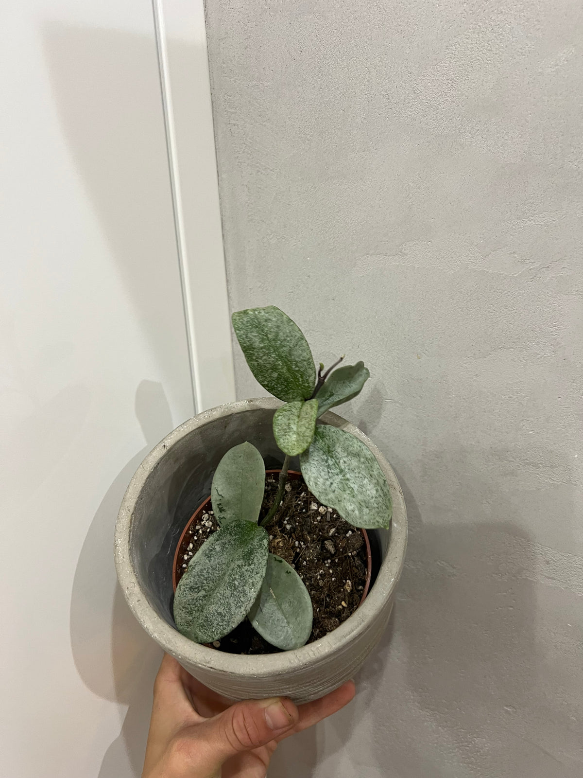 Hoya Grey Ghost