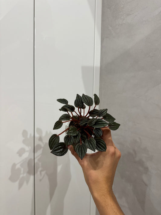 Peperomia caperata