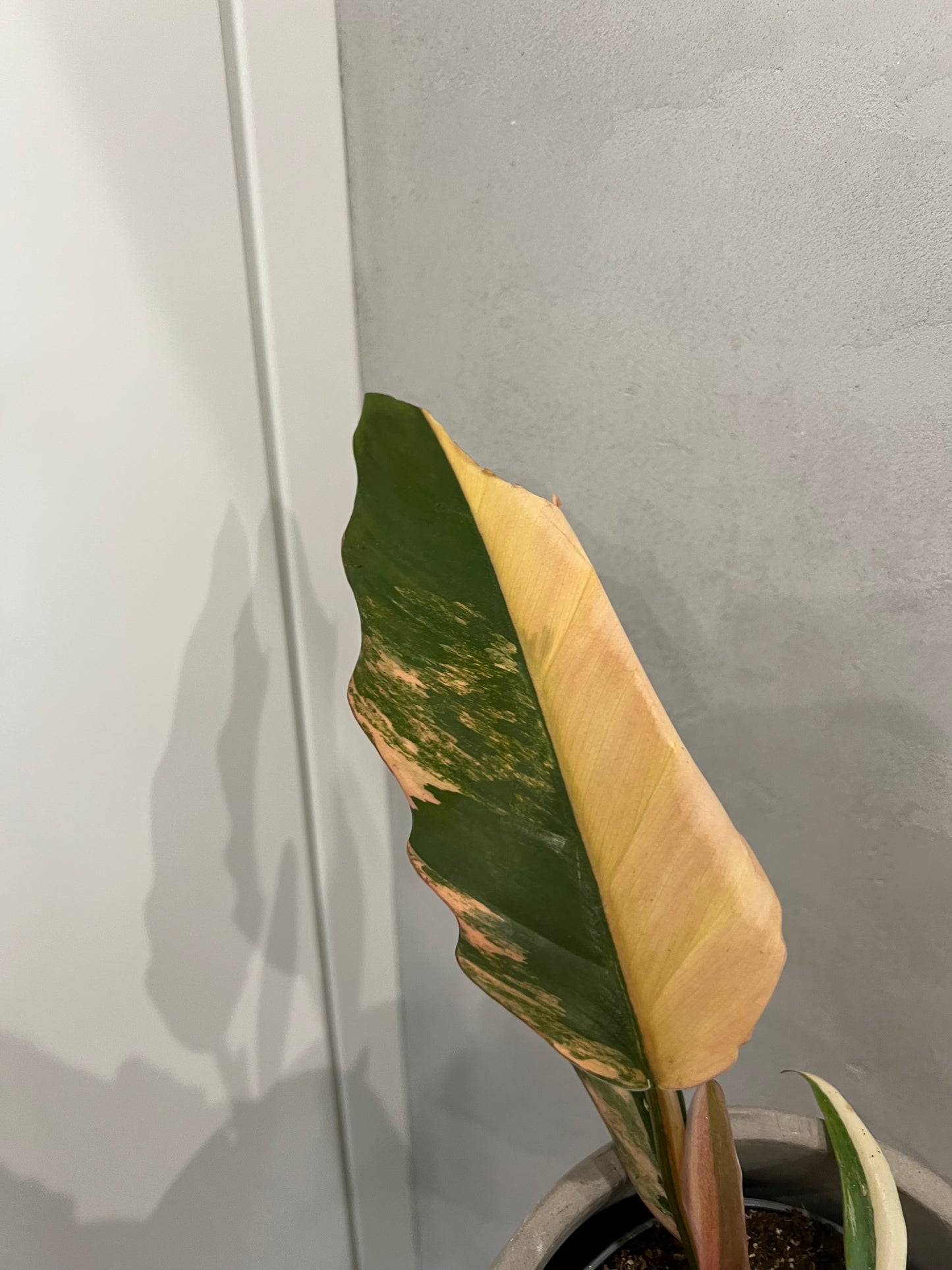 Philodendron caramel marble