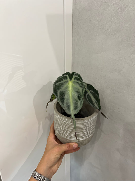 Alocasia venom