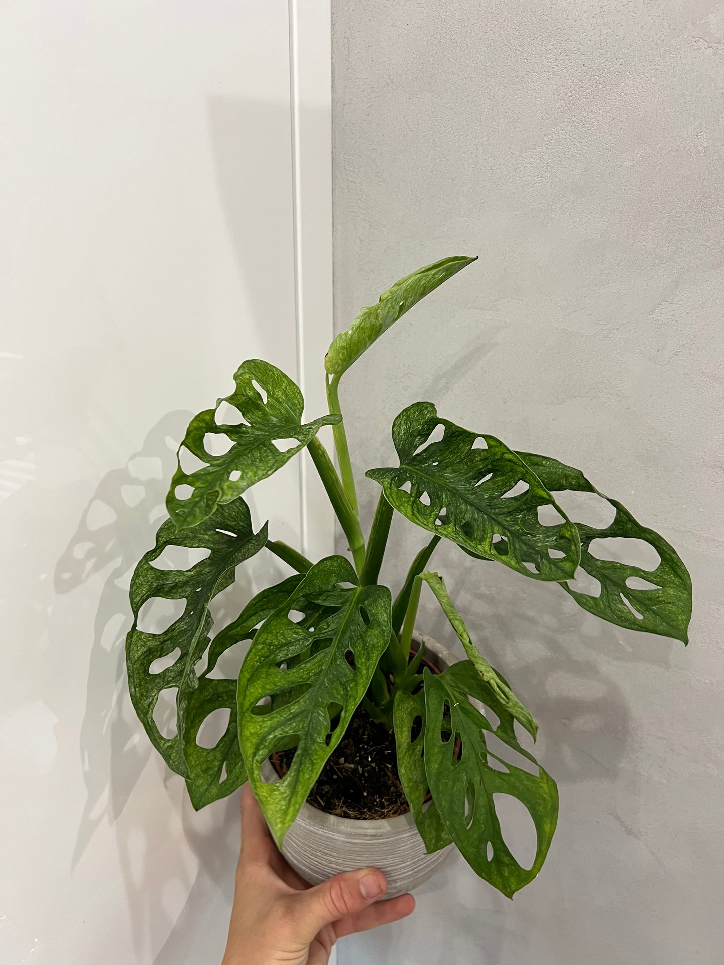 Monstera adansonii mint