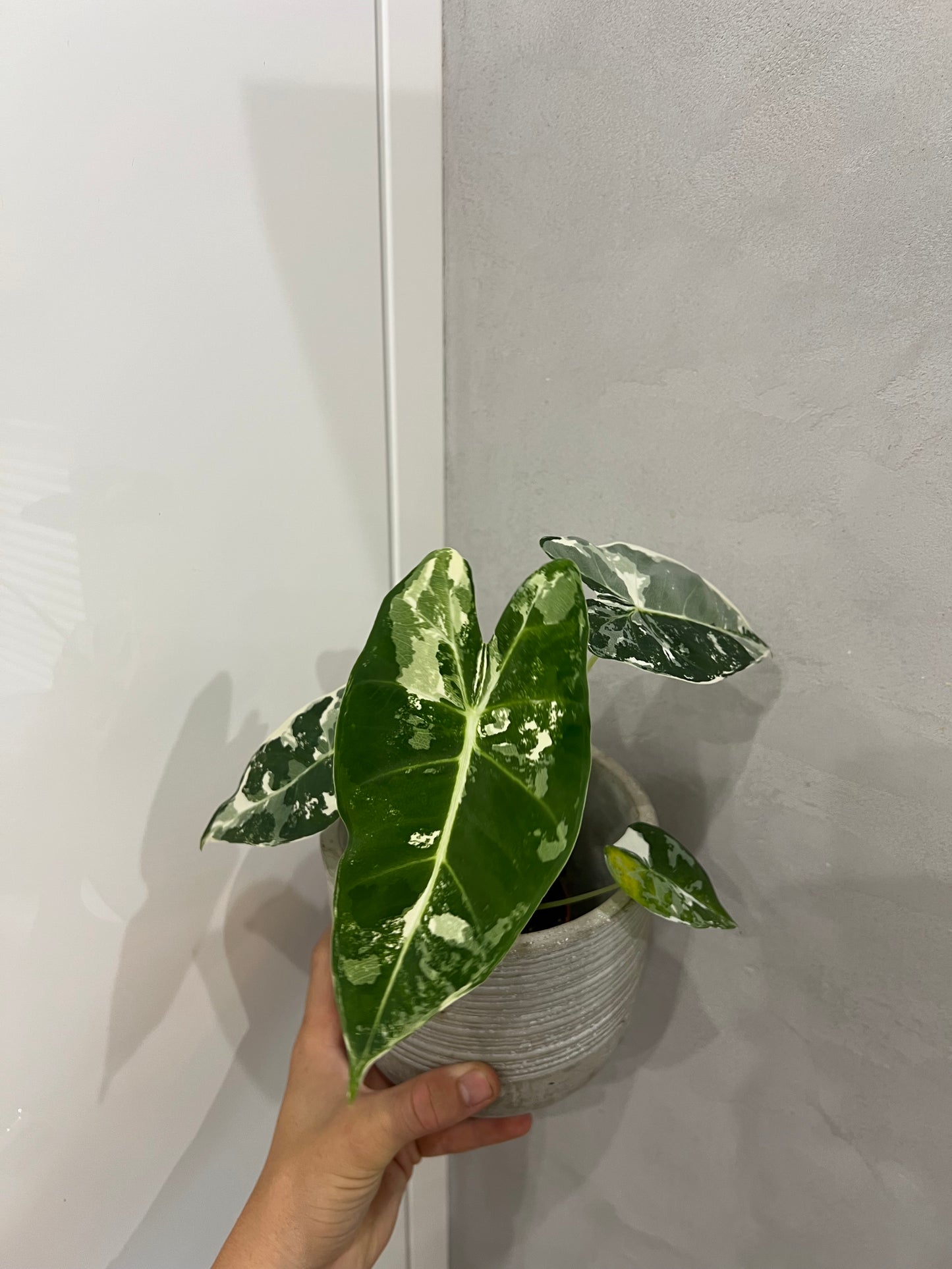 Alocasia frydek variegated