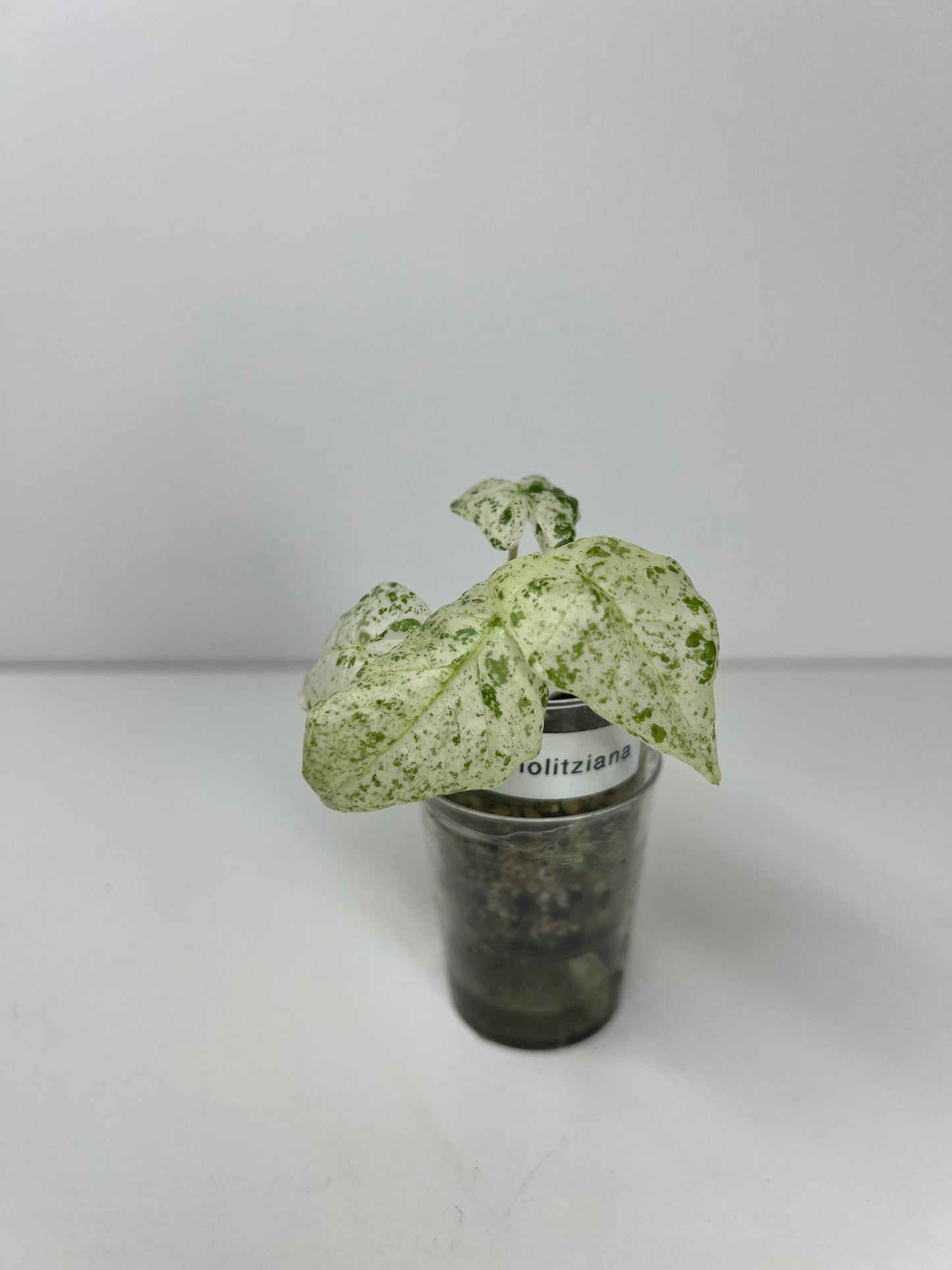 Alocasia micholitziana