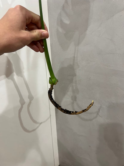 Monstera del mint