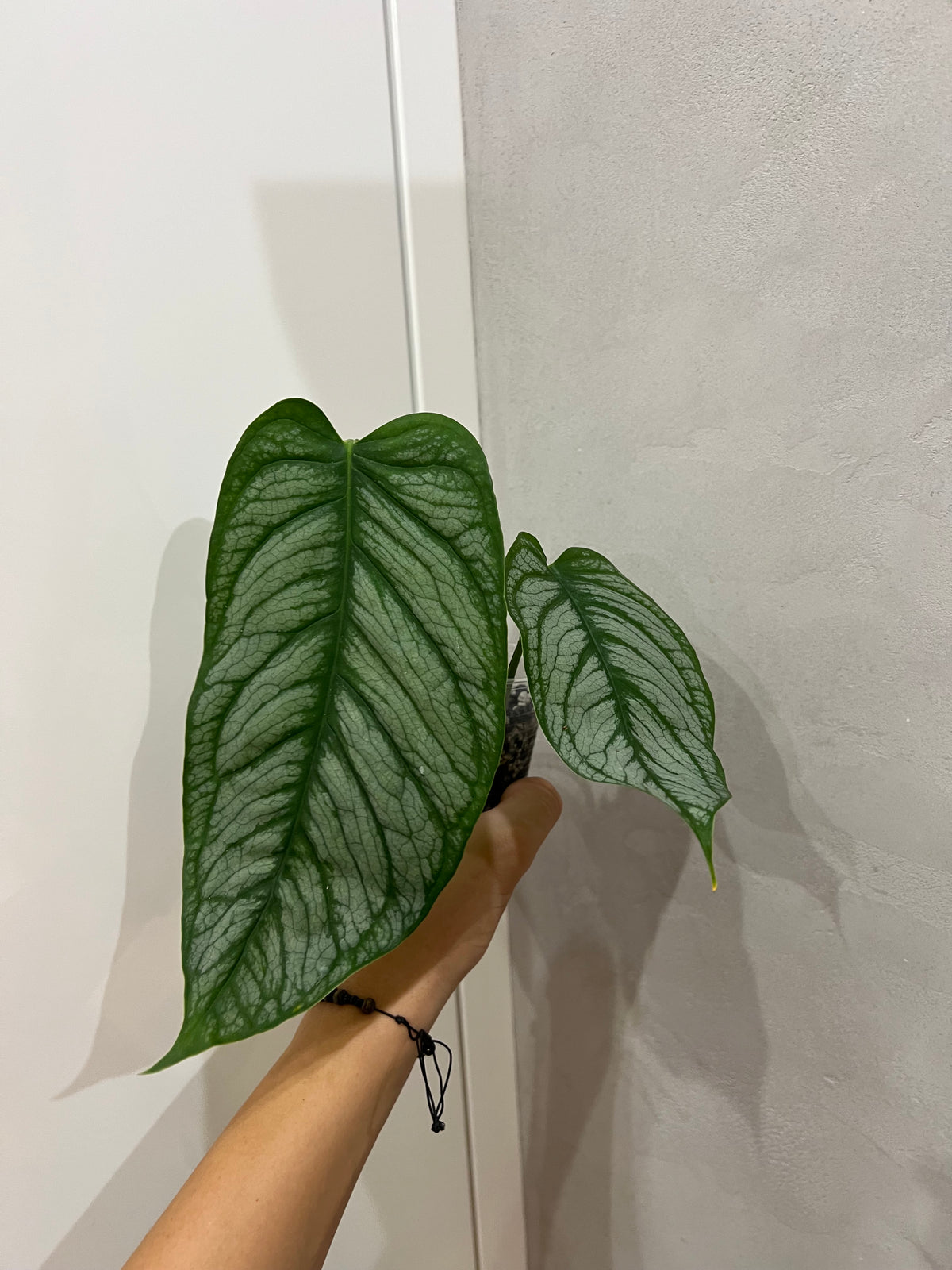 Monster siltapecana el salvador