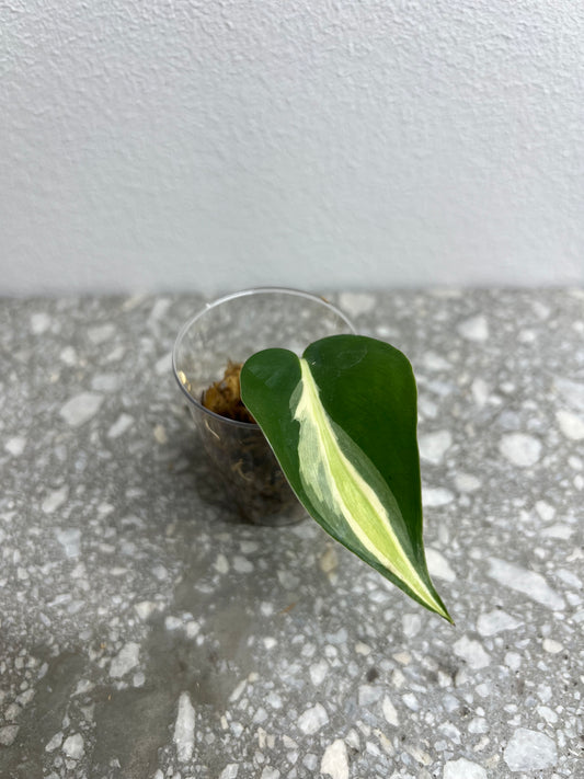 Philodendron cream splash