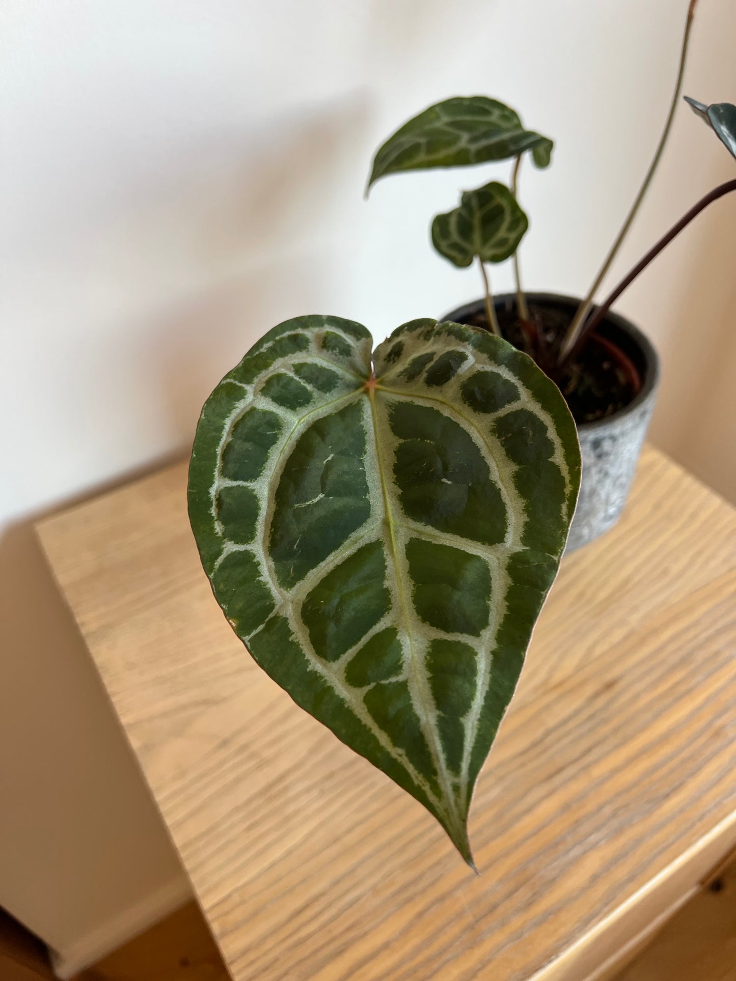 Anthurium michelle