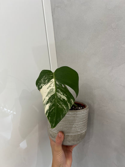 Monstra albo variegated