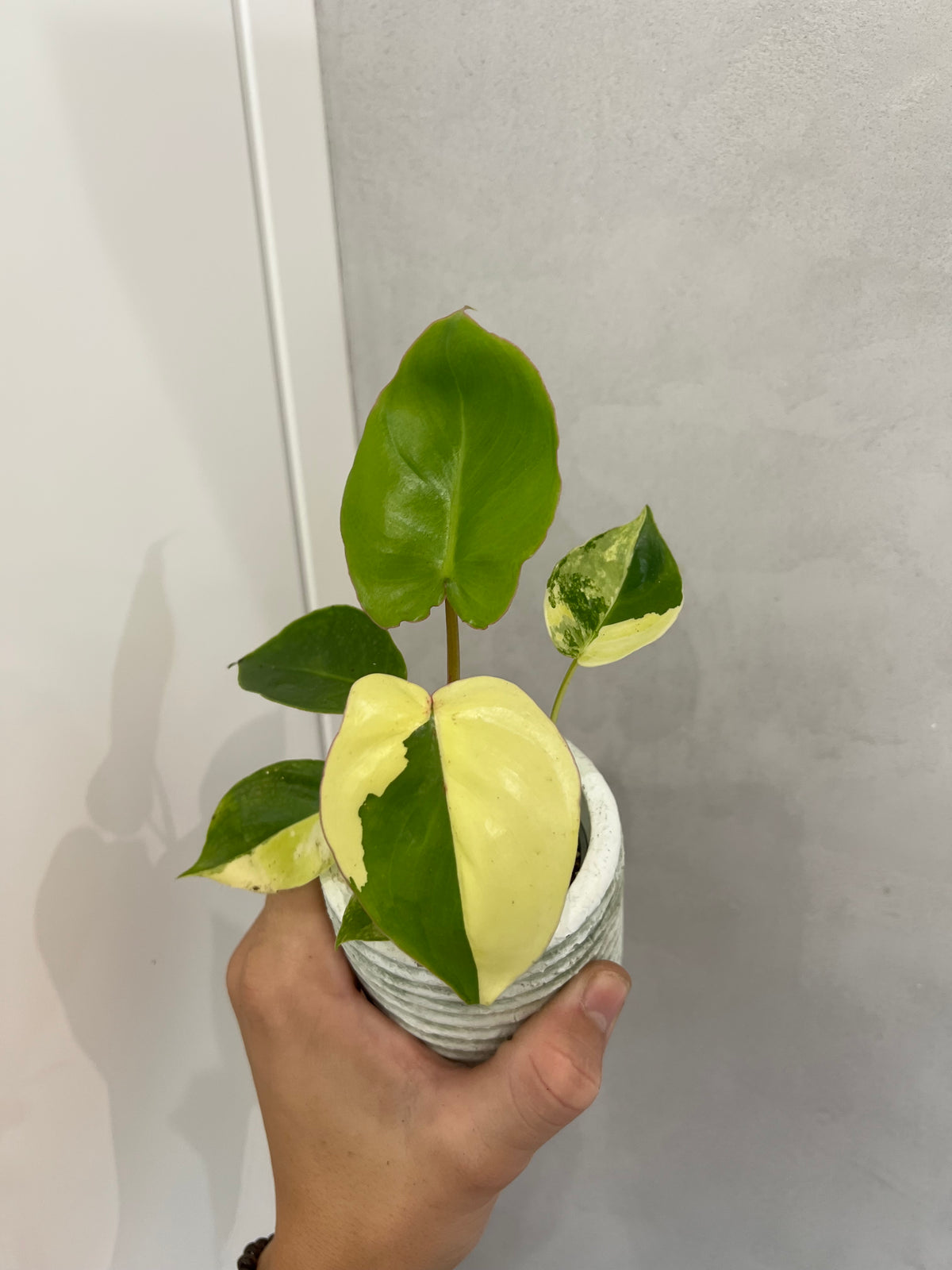 Philodendron burle marx variegated