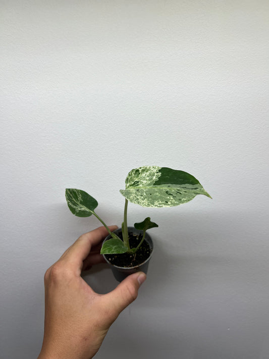 Monstera deliciosa Bulbasaur