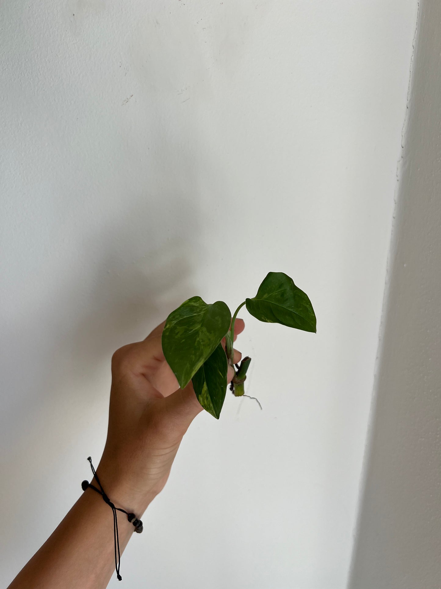 Monstera Obliqua ‘Mayuna’ Variegata