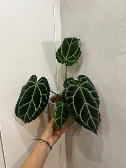 Anthurium michelle